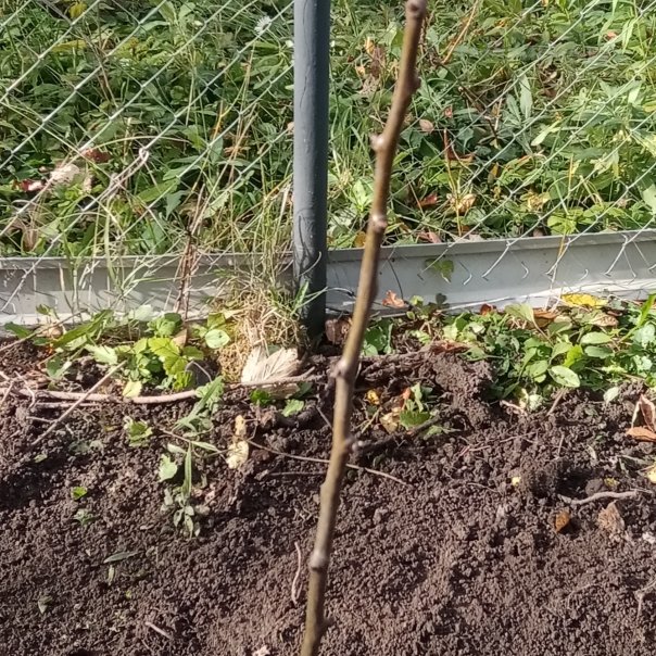 превью изображения отзыва