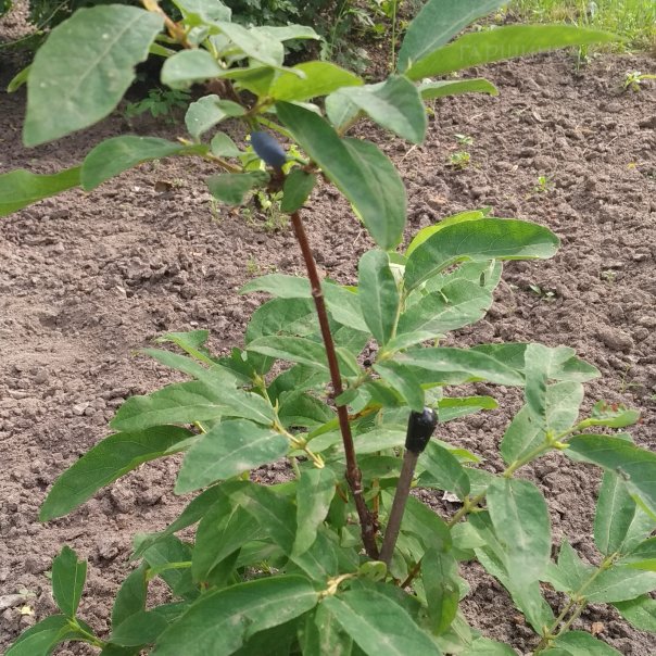 превью изображения отзыва