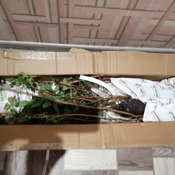 превью изображения отзыва