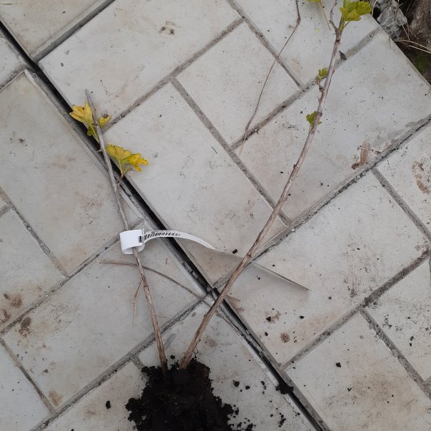 превью изображения отзыва