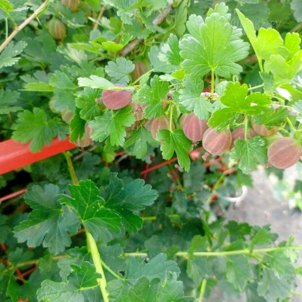 превью изображения отзыва