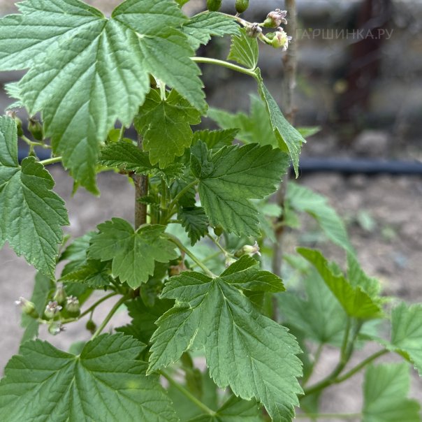 превью изображения отзыва