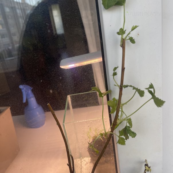 превью изображения отзыва