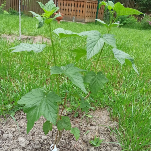 превью изображения отзыва