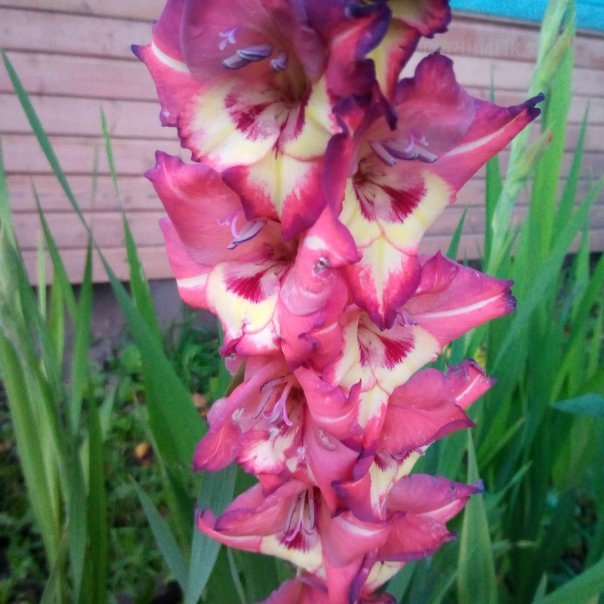 превью изображения отзыва