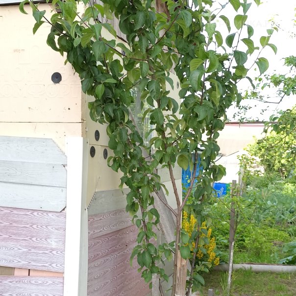 превью изображения отзыва