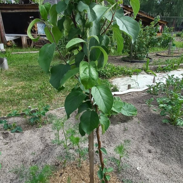 превью изображения отзыва