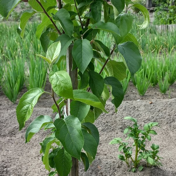 превью изображения отзыва