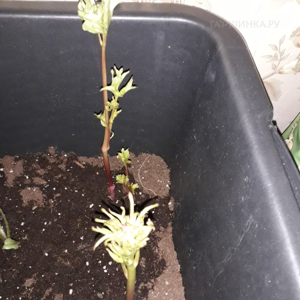 превью изображения отзыва