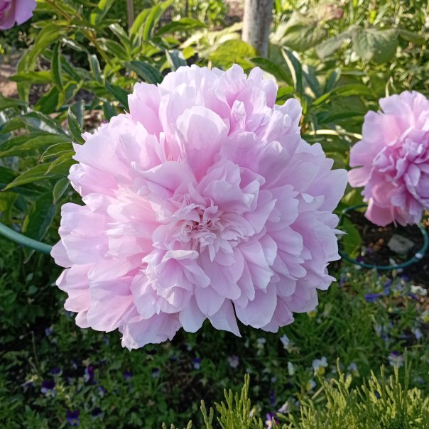 превью изображения отзыва