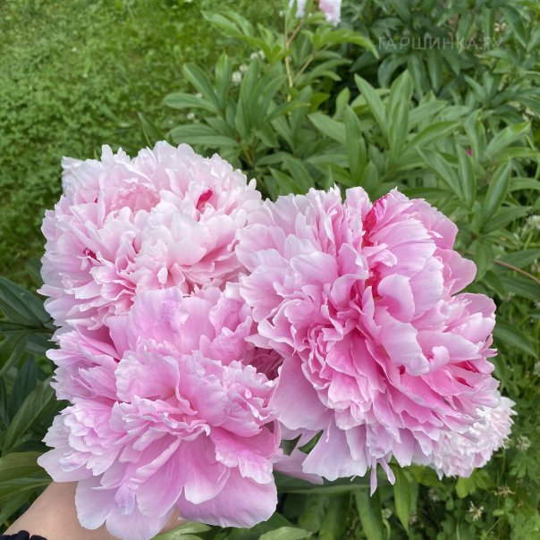 превью изображения отзыва