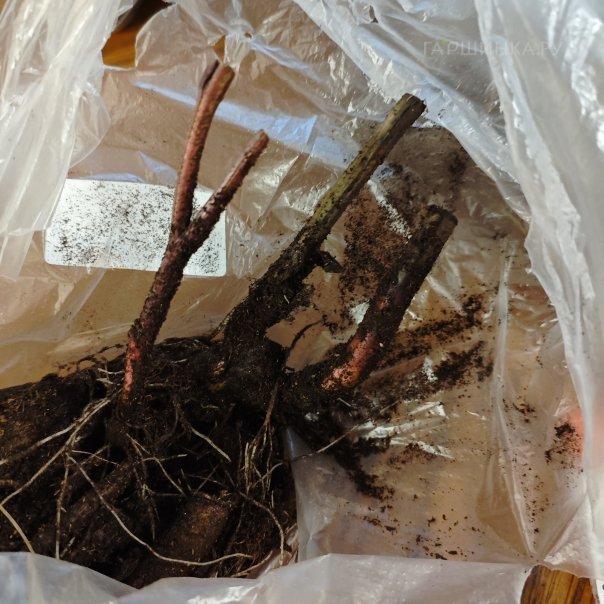 превью изображения отзыва