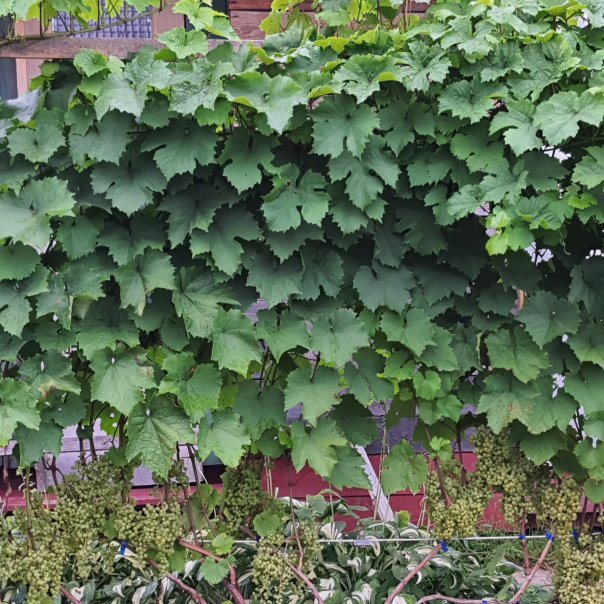 превью изображения отзыва