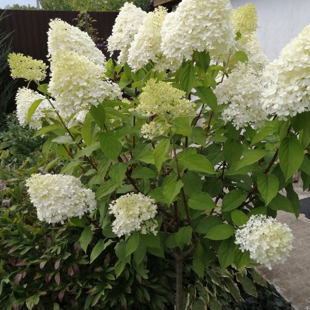 превью изображения отзыва