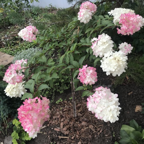 превью изображения отзыва