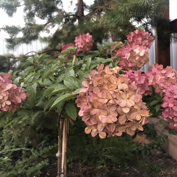 превью изображения отзыва