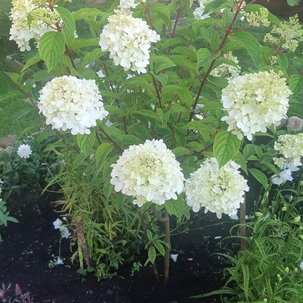 превью изображения отзыва