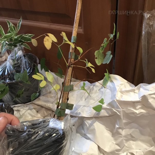 превью изображения отзыва