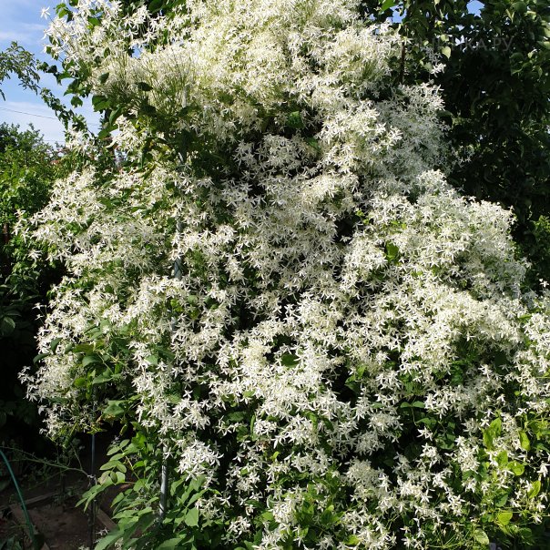 превью изображения отзыва