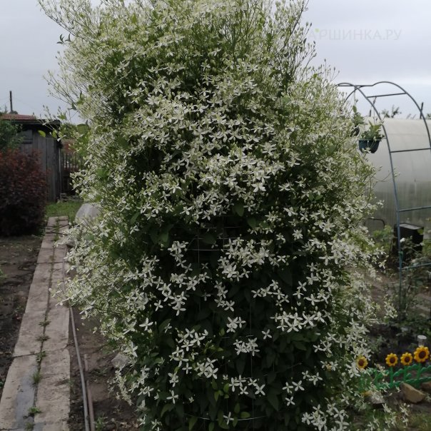 превью изображения отзыва