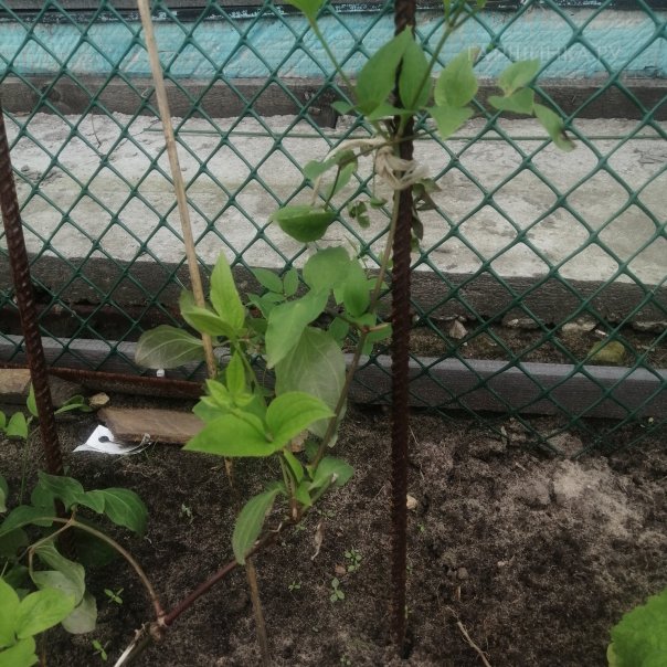 превью изображения отзыва