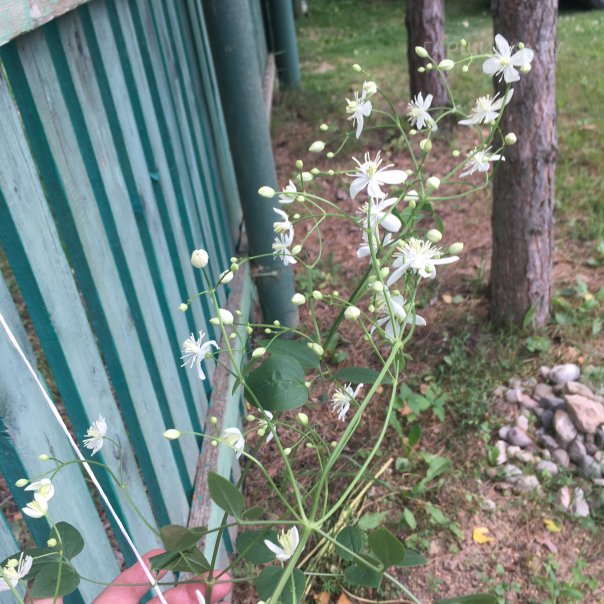 превью изображения отзыва