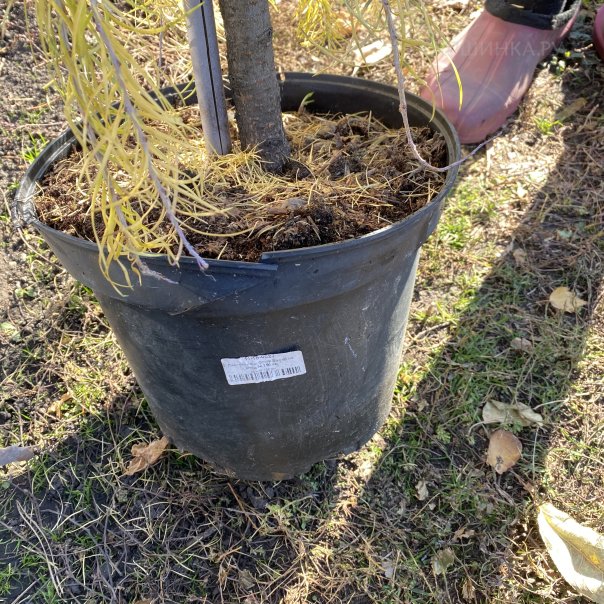 превью изображения отзыва