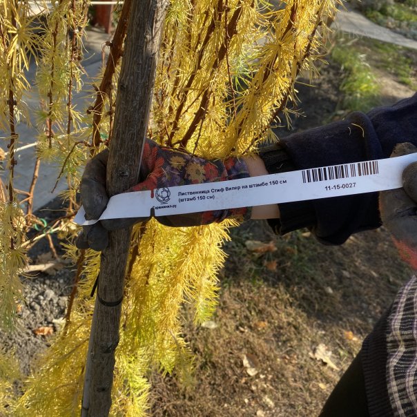 превью изображения отзыва