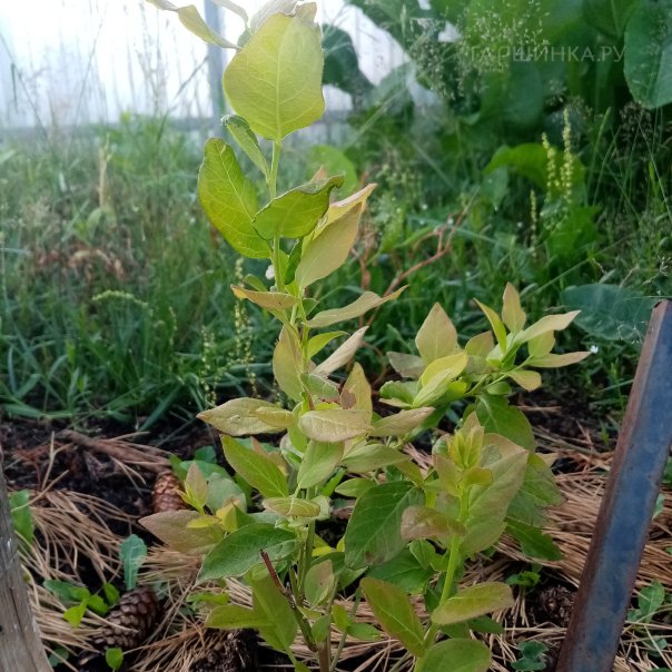 превью изображения отзыва