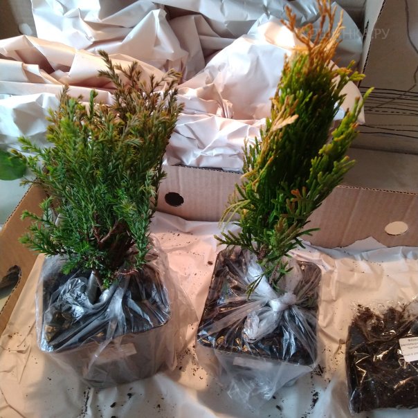 превью изображения отзыва