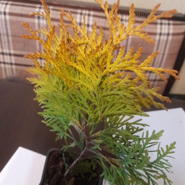 превью изображения отзыва