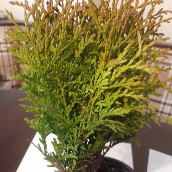 превью изображения отзыва