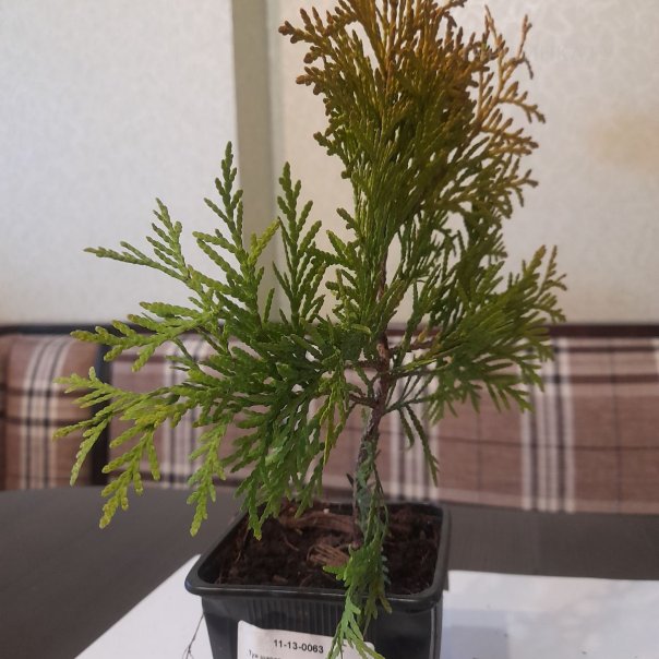 превью изображения отзыва