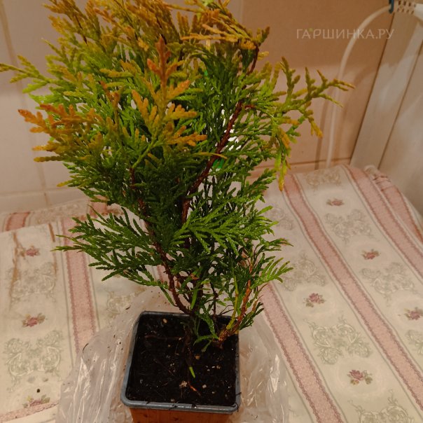 превью изображения отзыва