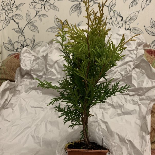 превью изображения отзыва