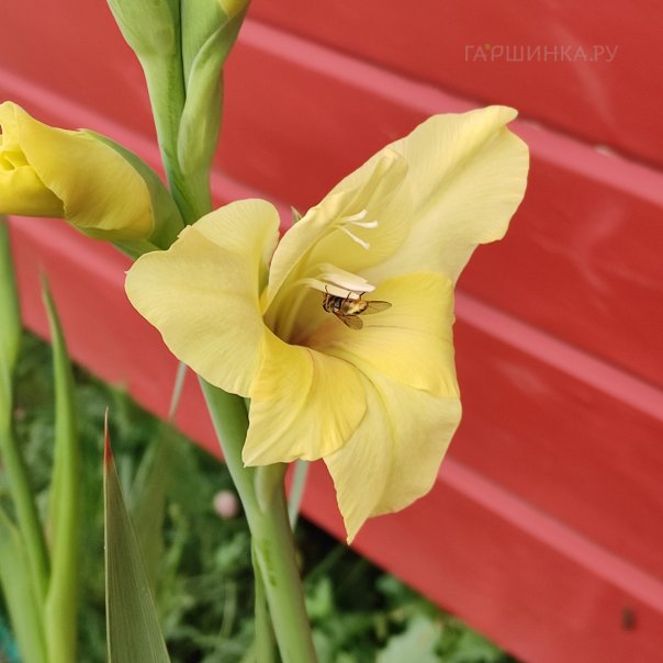 превью изображения отзыва
