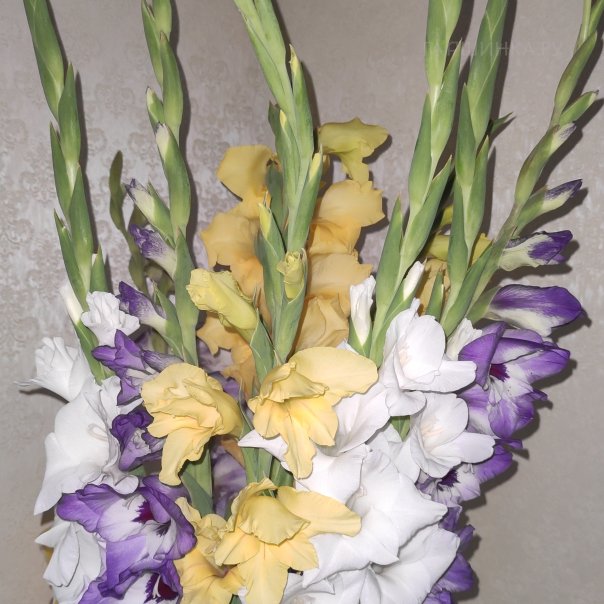 превью изображения отзыва