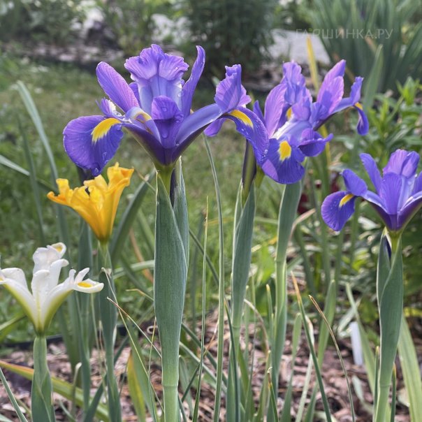 превью изображения отзыва