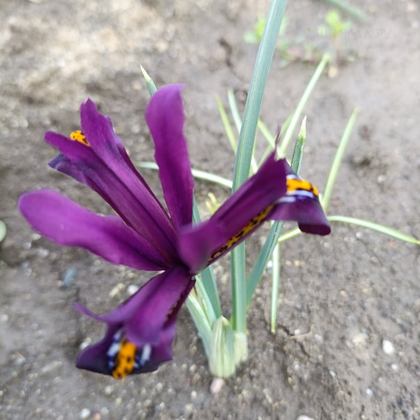 превью изображения отзыва