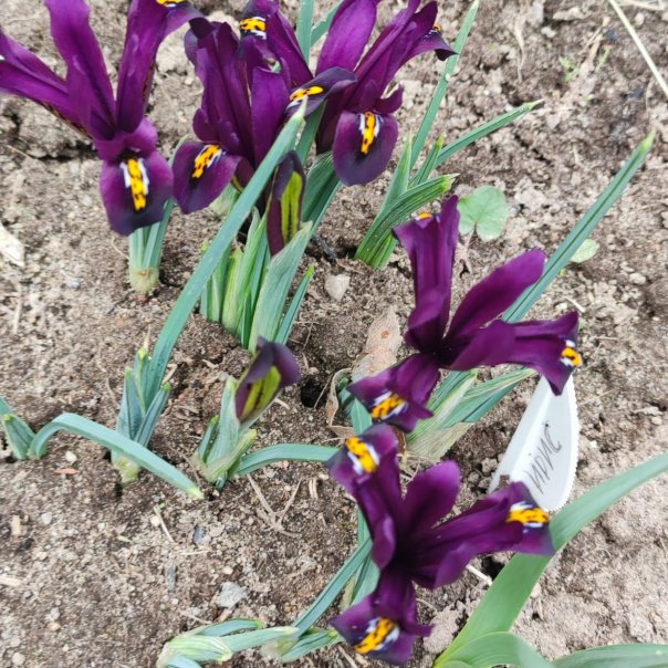 превью изображения отзыва