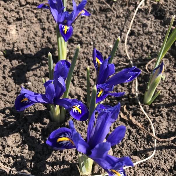 превью изображения отзыва