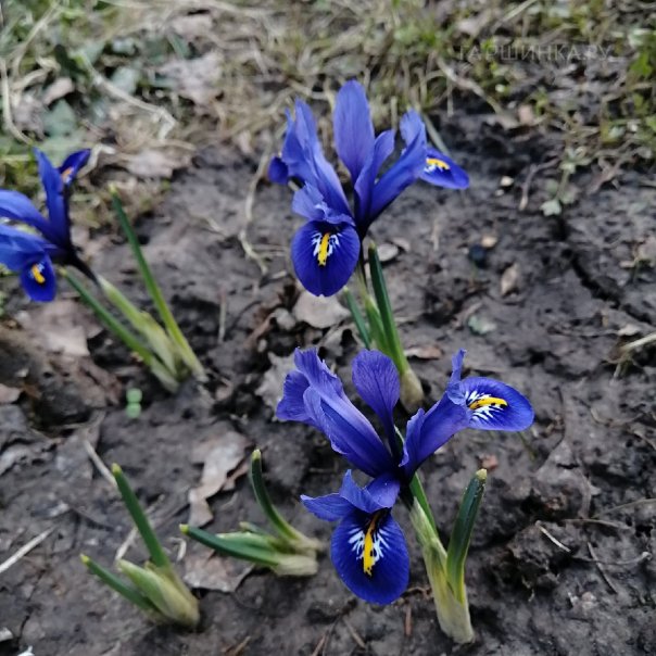 превью изображения отзыва