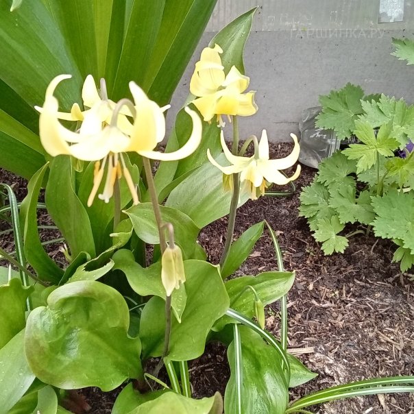 превью изображения отзыва