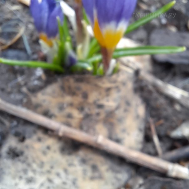 превью изображения отзыва