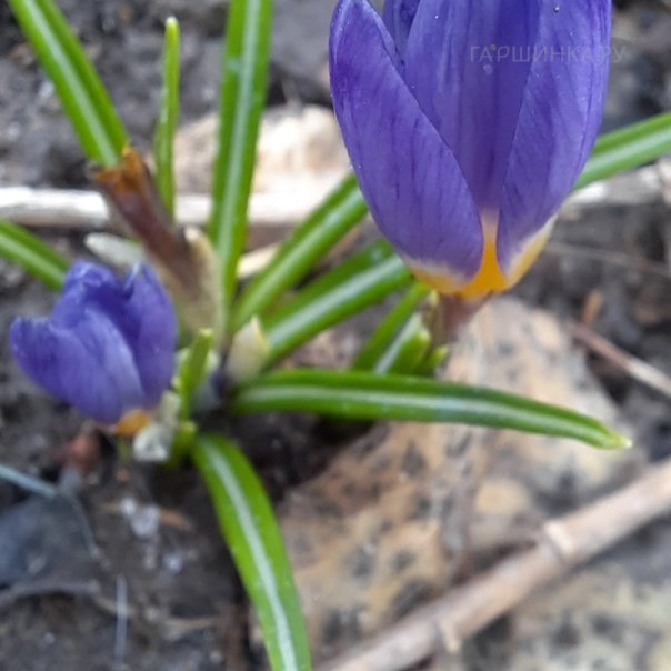 превью изображения отзыва