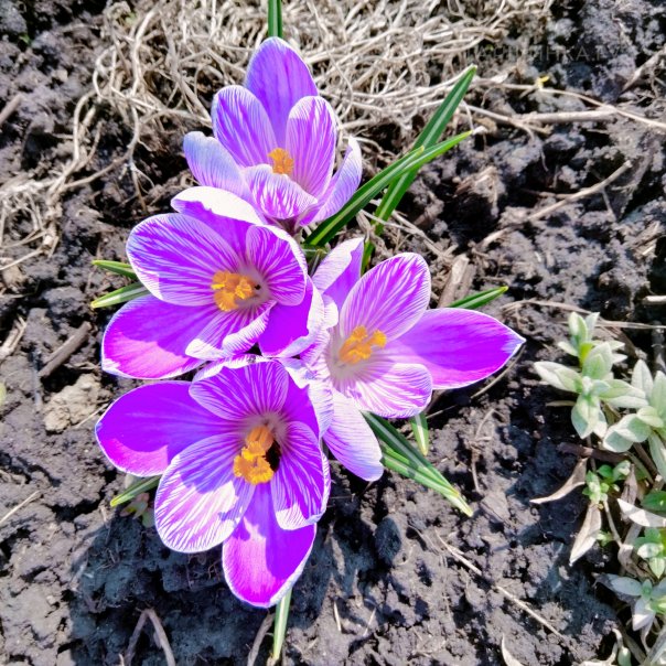 превью изображения отзыва