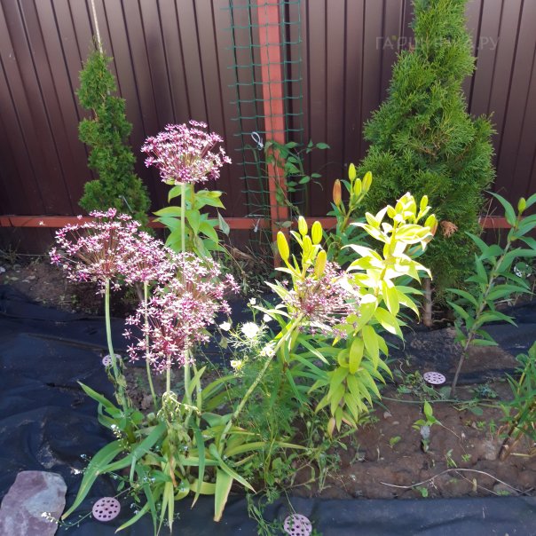 превью изображения отзыва