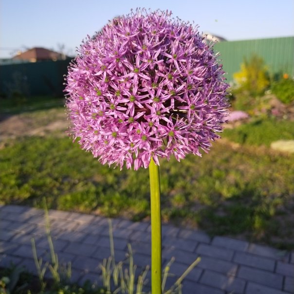 превью изображения отзыва