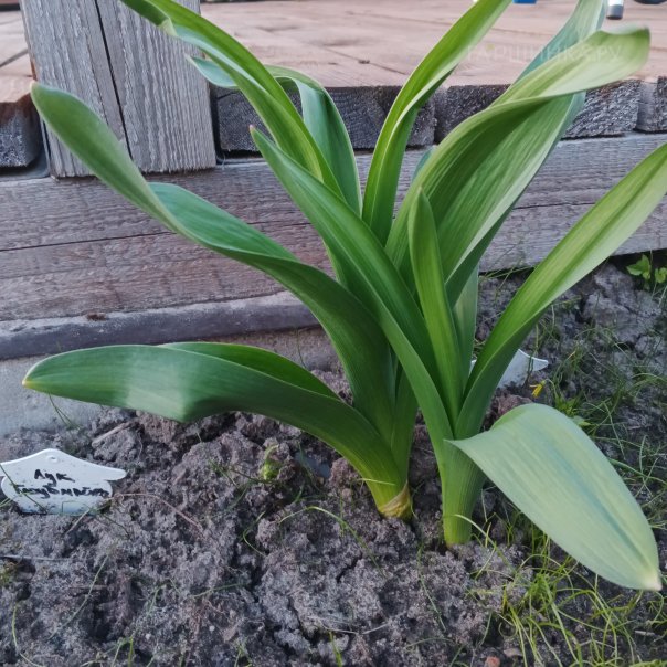 превью изображения отзыва