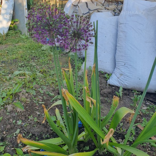 превью изображения отзыва